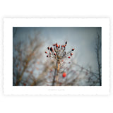 Le Club des 11 inédites