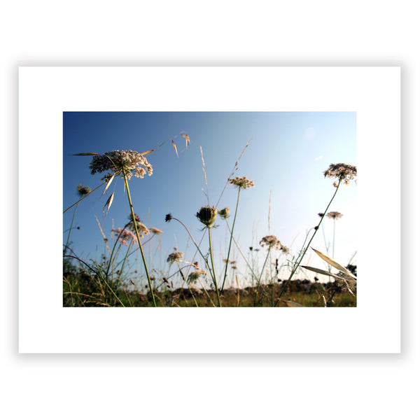 The umbels